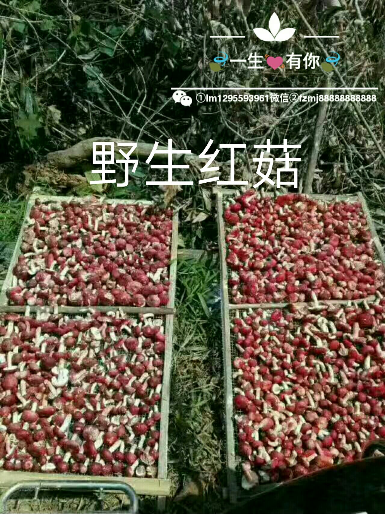 岭下风景野生蜂蜜  野生葛粉葛片  野生铁皮石斛  野生红菇