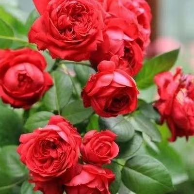 宜家花卉直销 批发各种绿植花卉 园林绿化 物美价廉