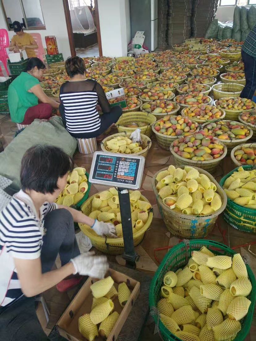 网络销售海南三亚本地水果