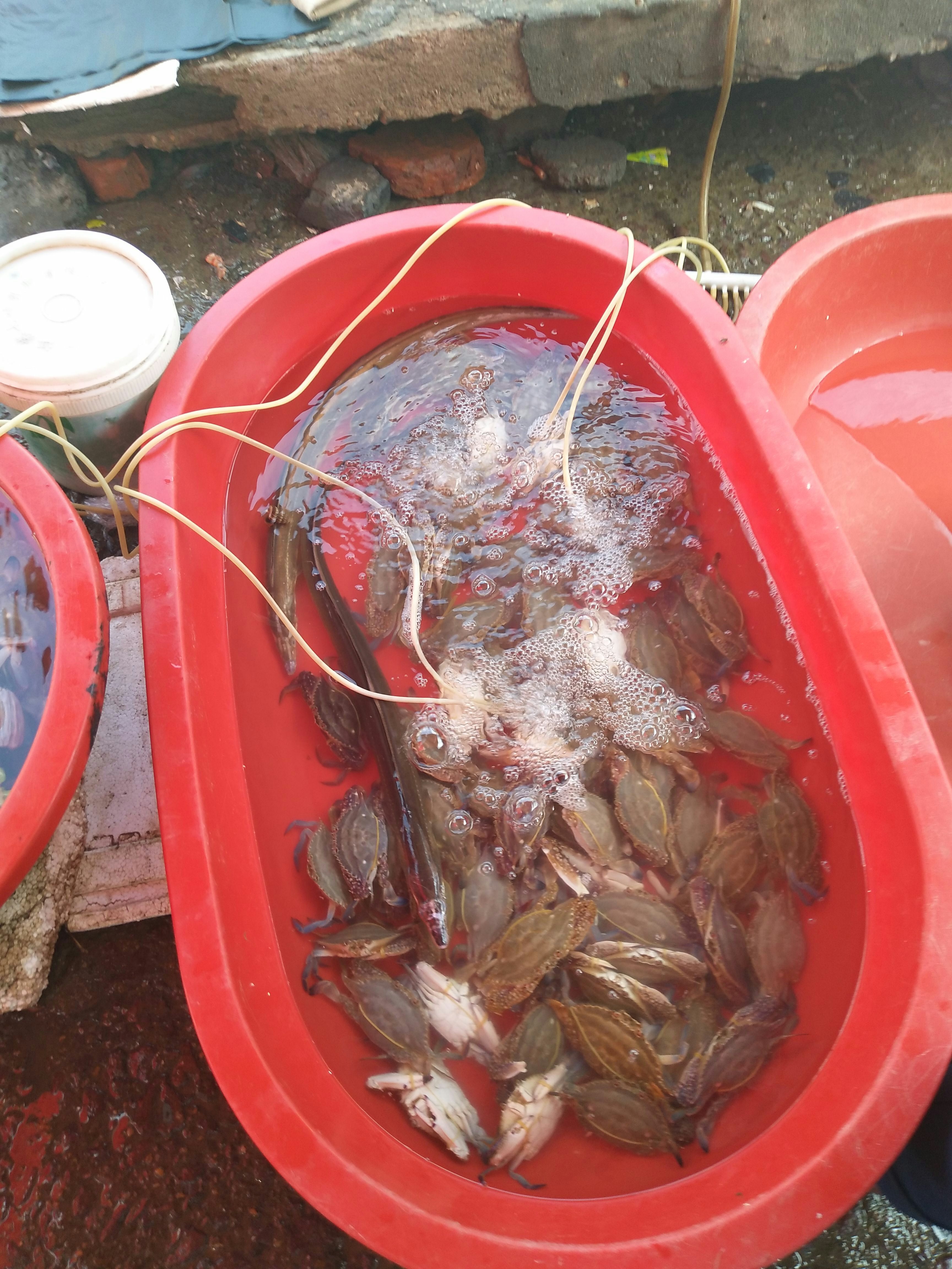 三门野生小海鲜批发
