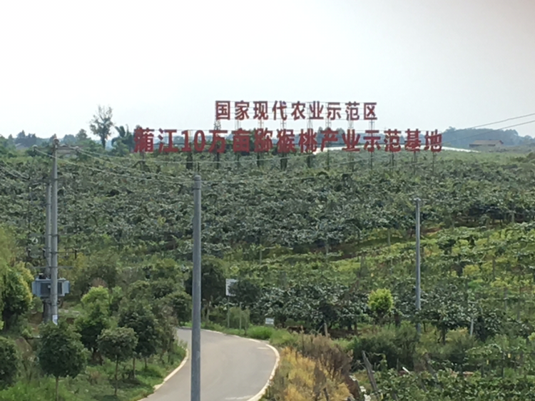 正宗蒲江红心猕猴桃自产自销，一件代发