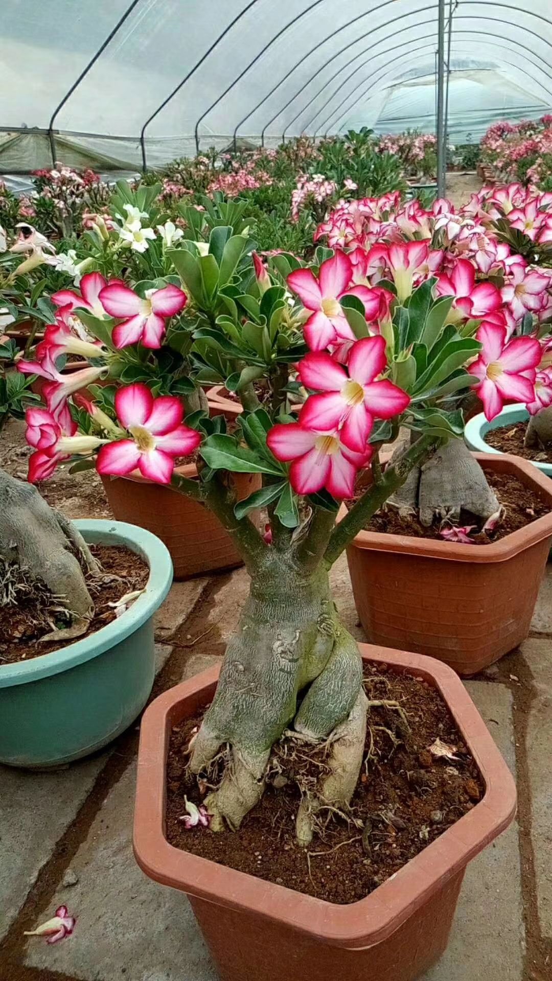 宜家花卉直销 批发各种绿植花卉 园林绿化 物美价廉
