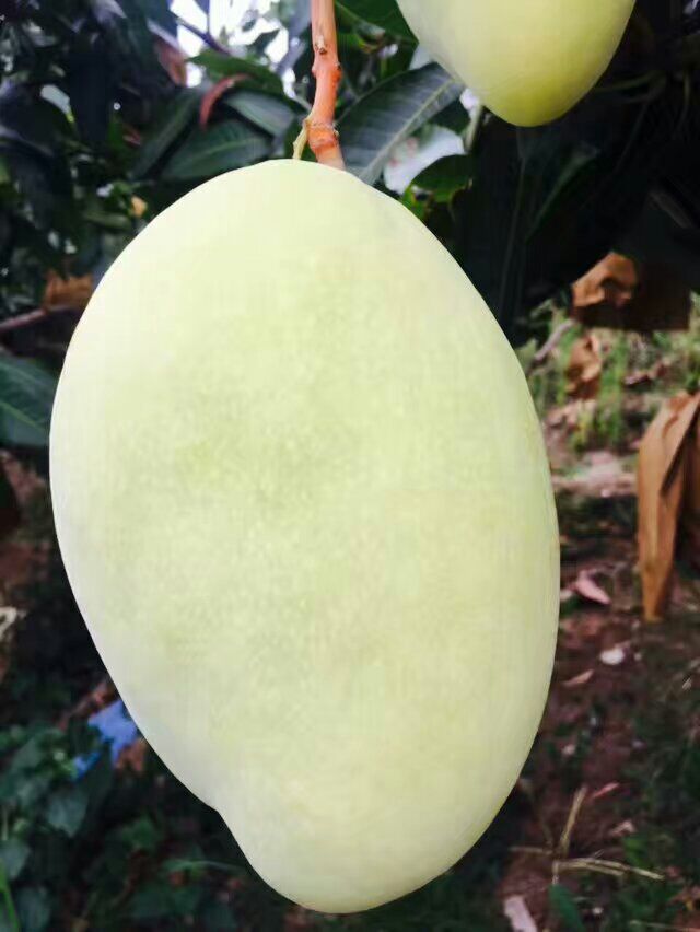 攀枝花芒果 产地直发 诚招实力代理 利润丰厚 想赚钱的来