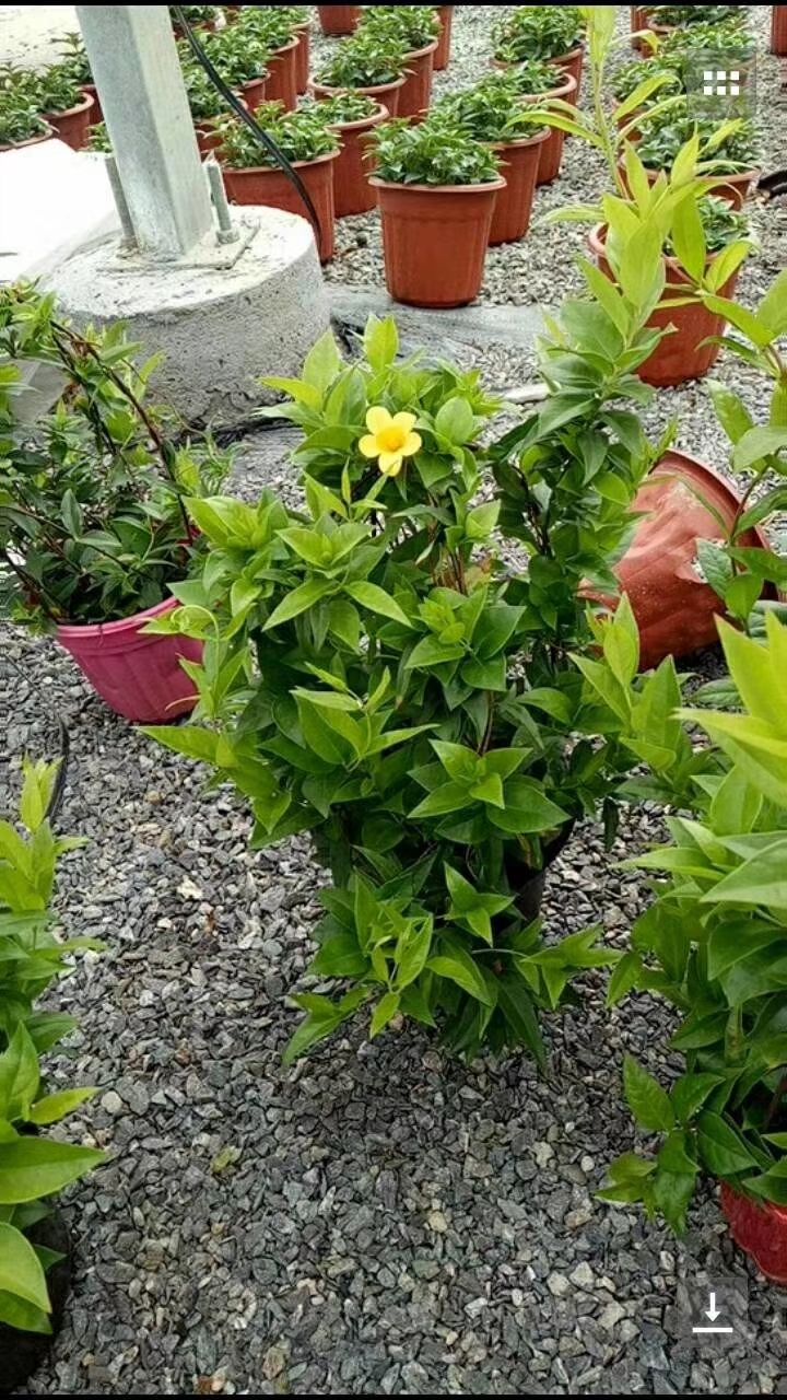 宜家花卉直销 批发各种绿植花卉 园林绿化 物美价廉