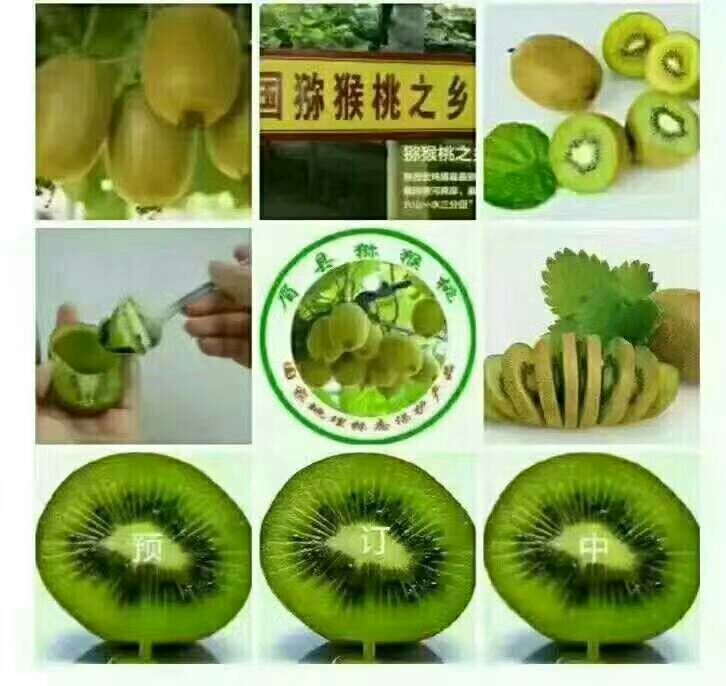 陕西猕猴桃招代理 果园直发