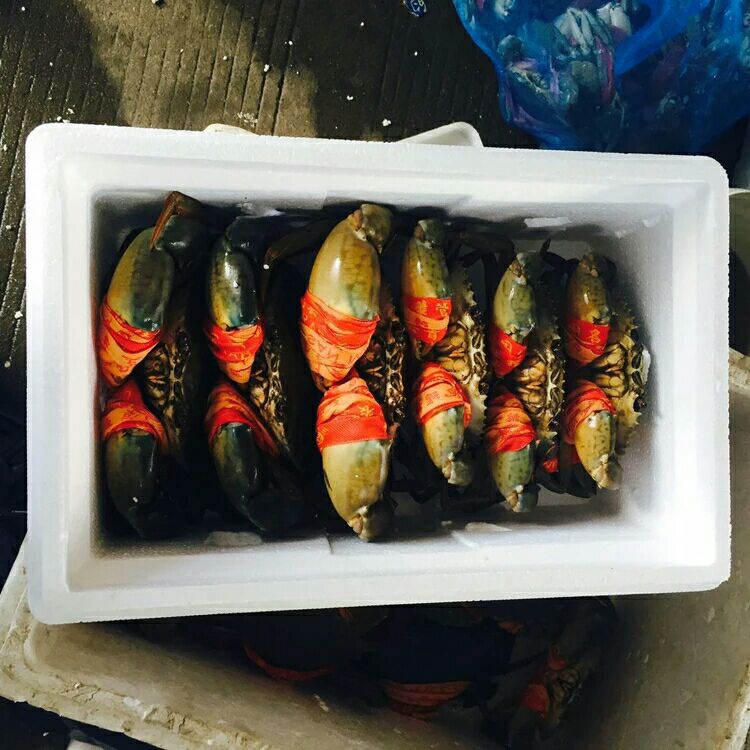 三门野生小海鲜批发