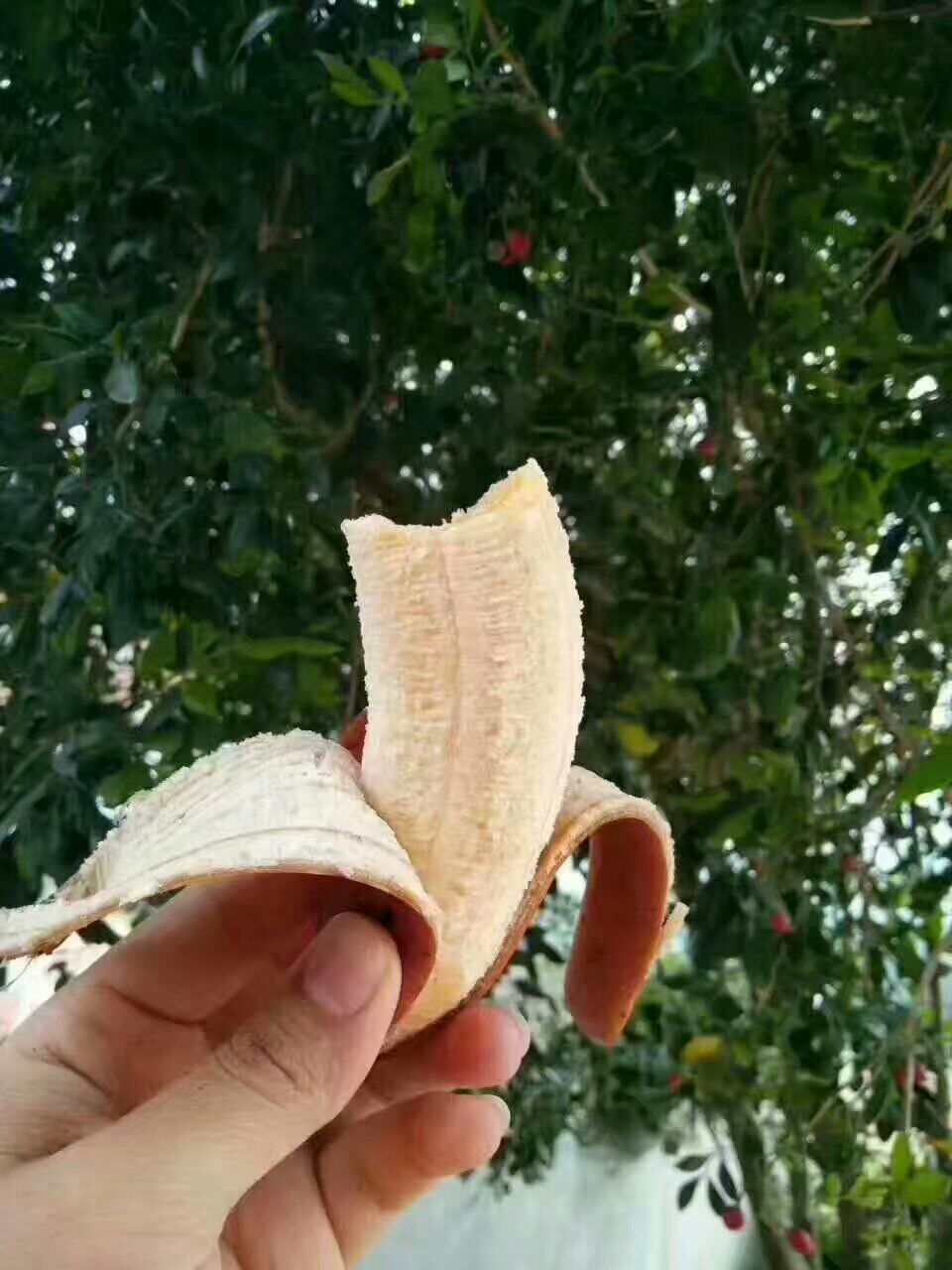新鲜水果代发 坏果包赔 果园直发