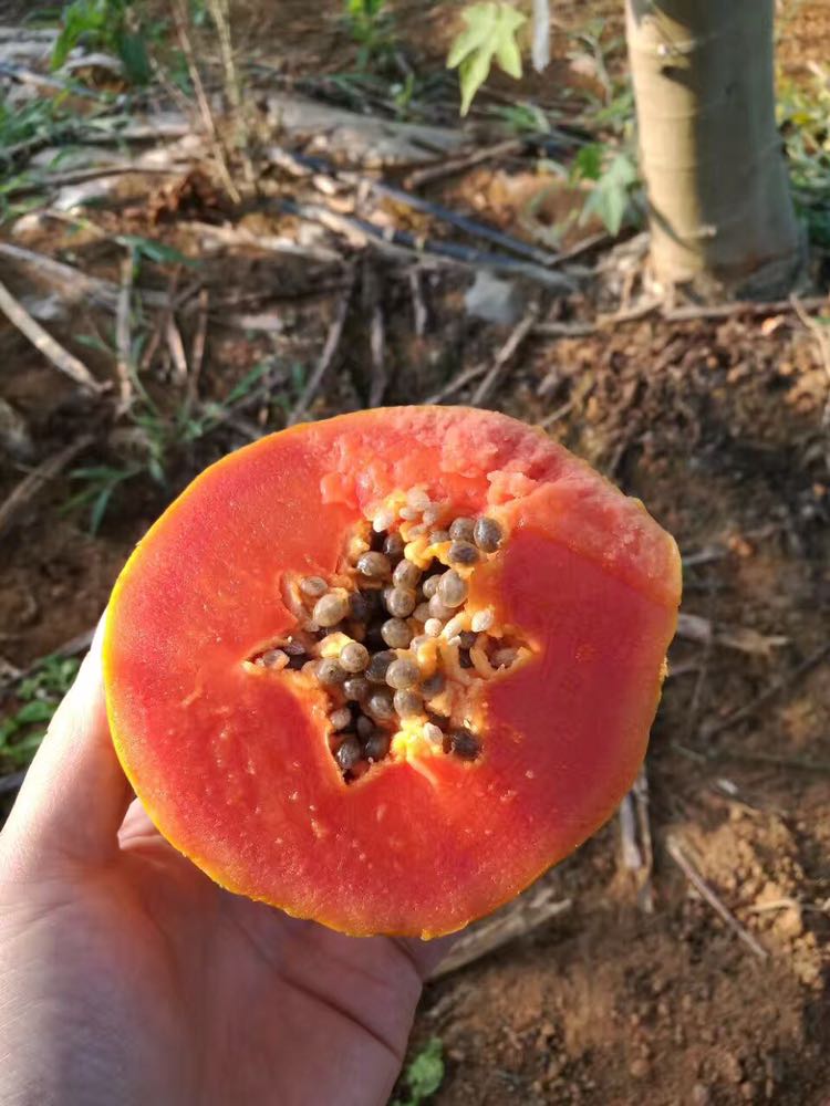 海南热带水果一件代发 包邮包售后