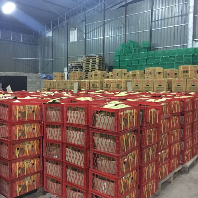 泰国南部正宗榴莲总代理 坏果我们包赔