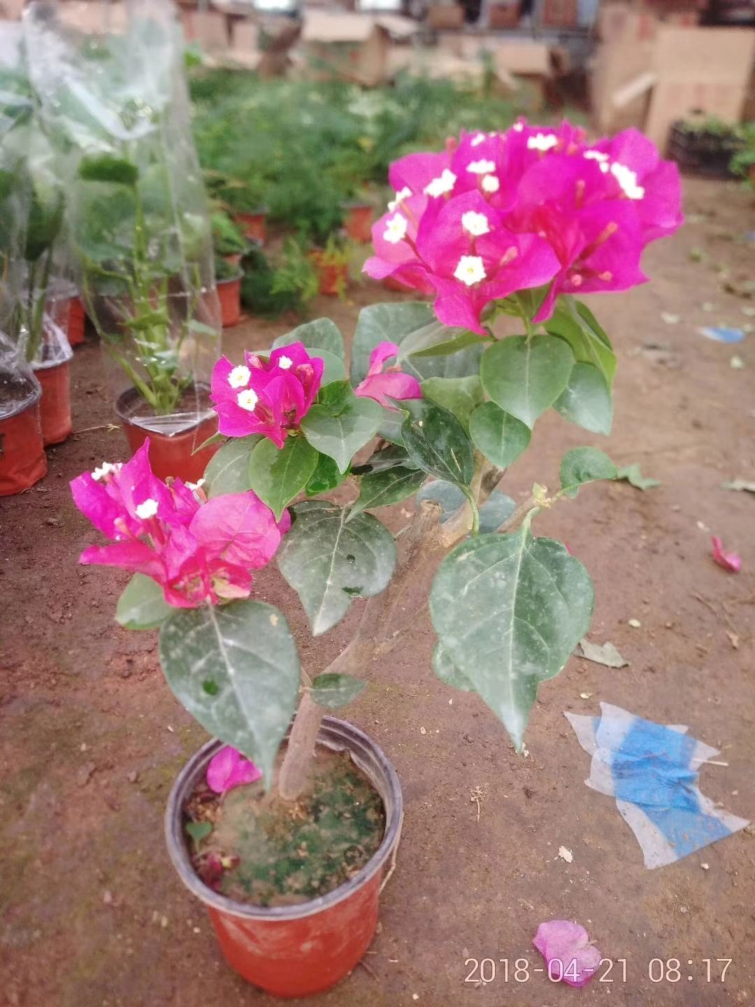 宜家花卉直销 批发各种绿植花卉 园林绿化 物美价廉