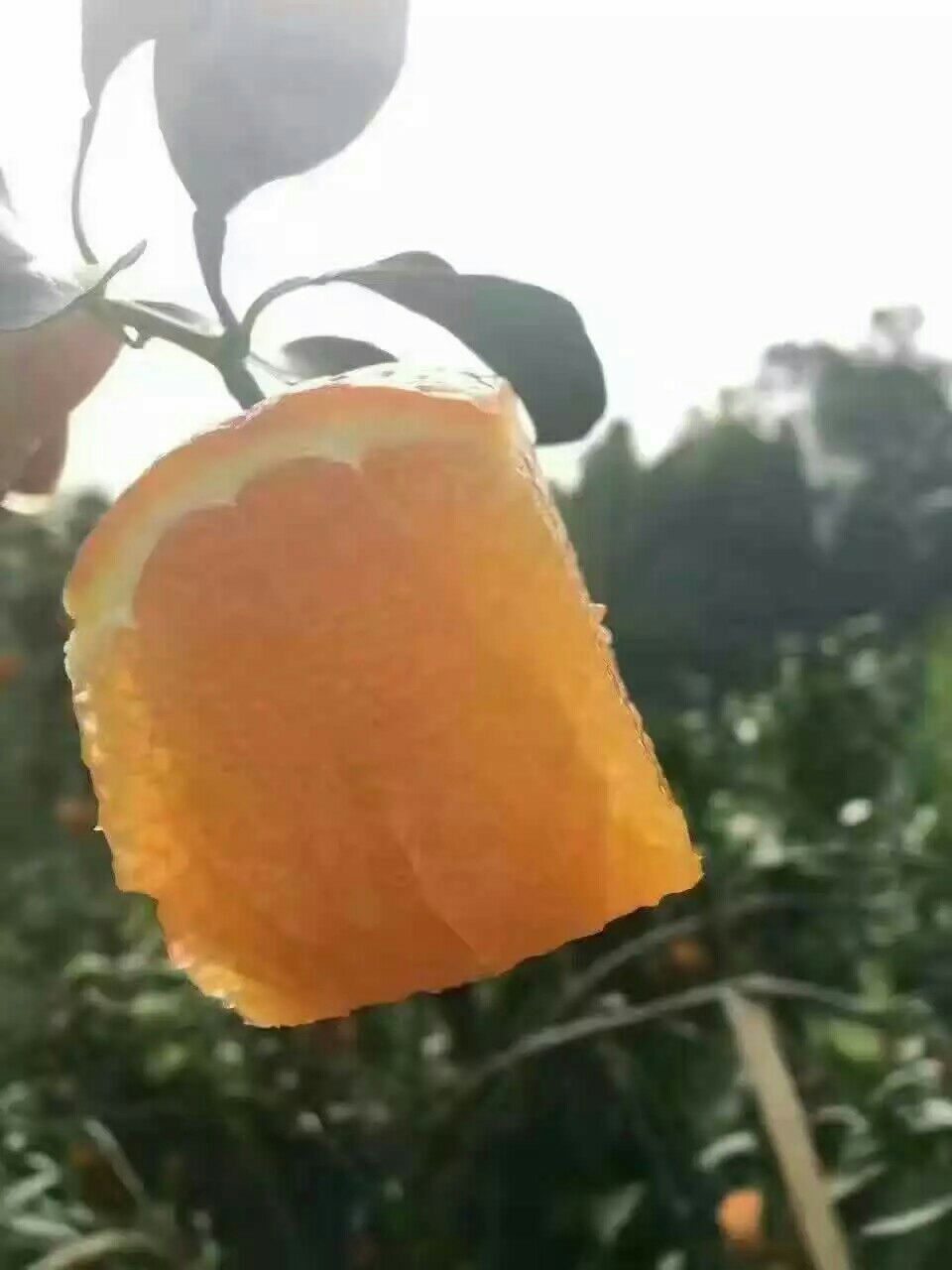 赣南脐橙一手货源，诚招全国优质代理