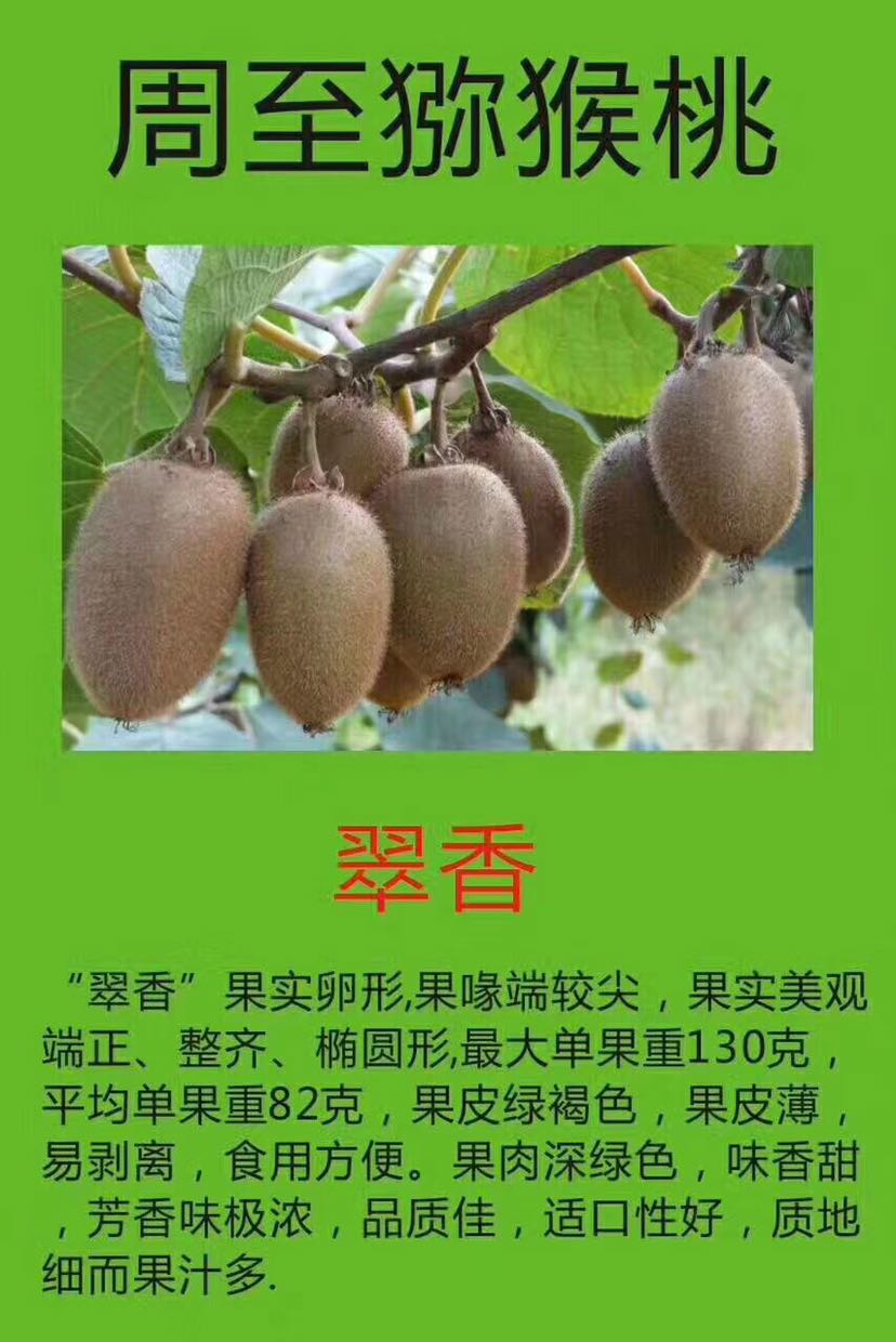 为吃货找寻世界上最好吃的猕猴桃