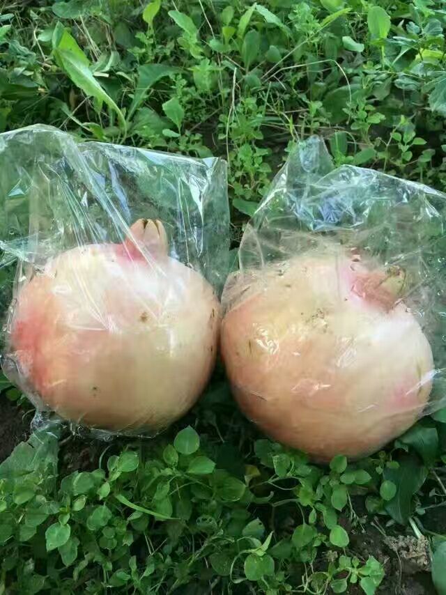 特产临潼石榴，火晶柿子