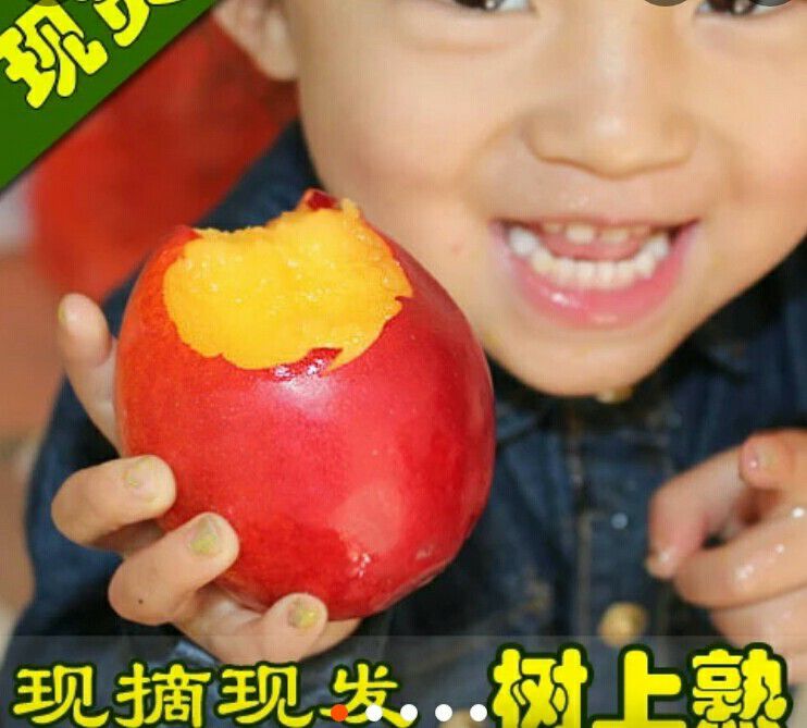 油桃专卖，招代理，质量保证