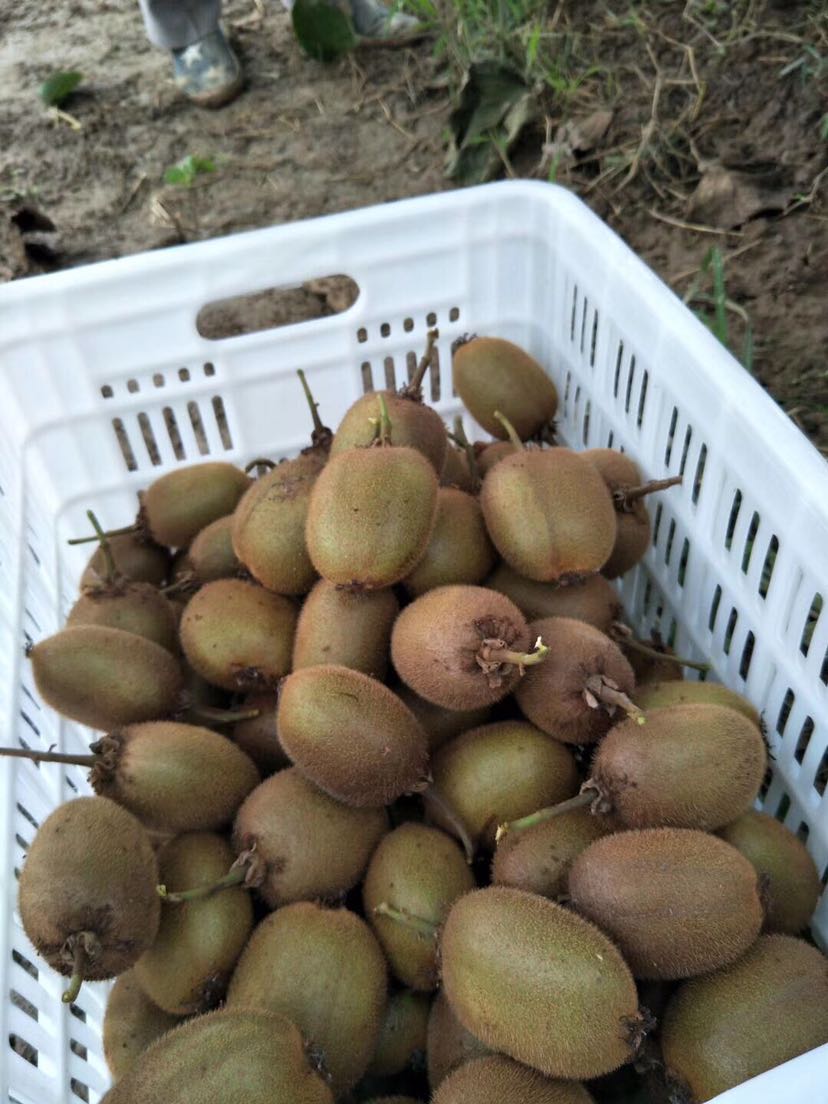 为吃货找寻世界上最好吃的猕猴桃