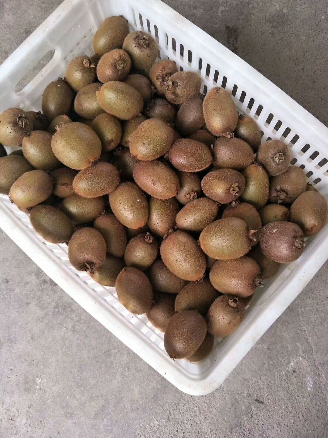周至翠香猕猴桃招代理