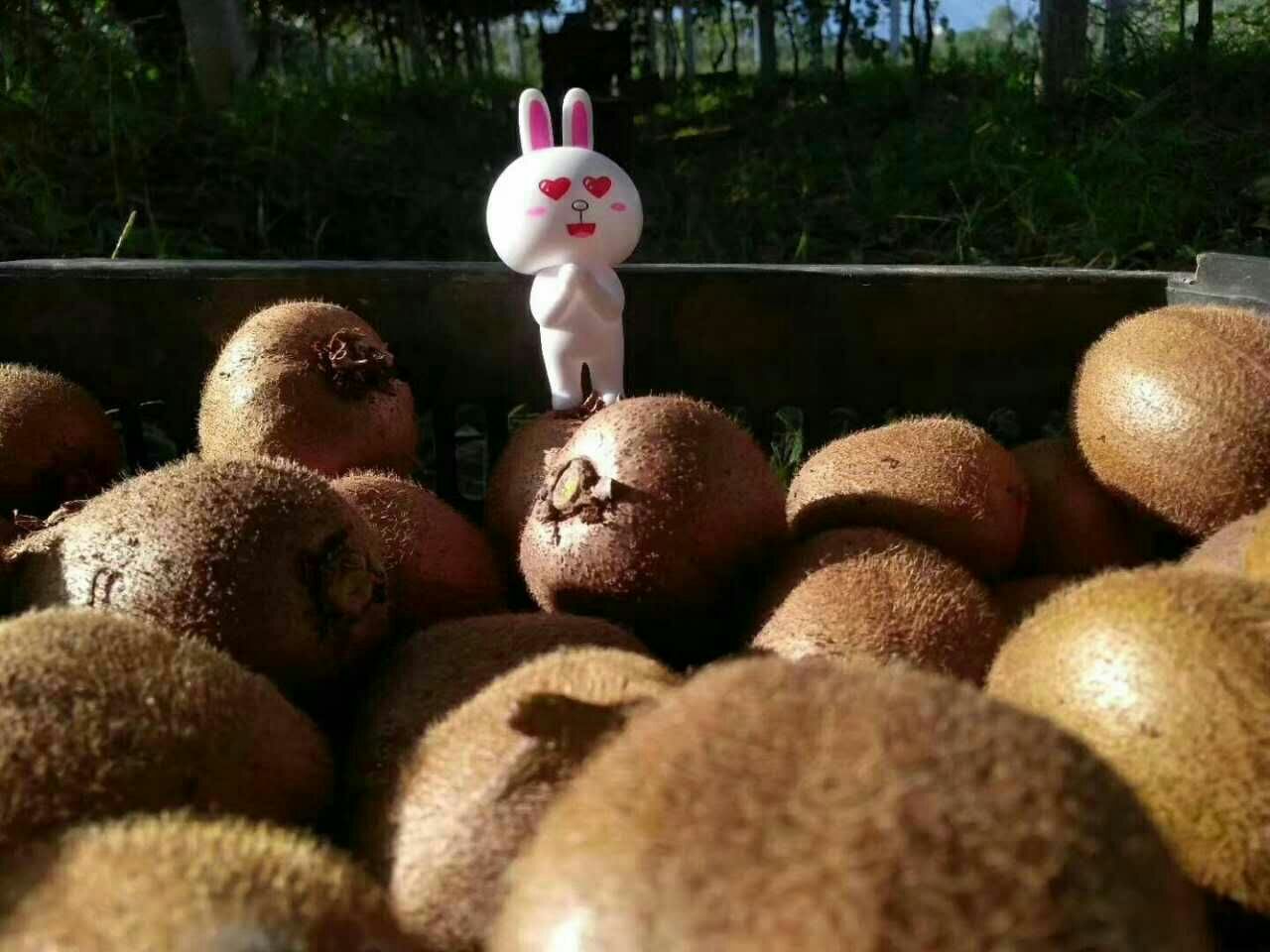 陕西周至徐香猕猴桃 农产品一件代发 零投资