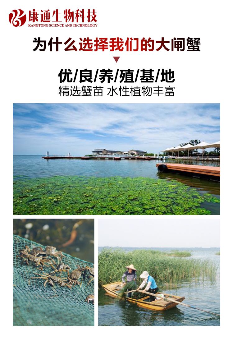 正宗阳澄湖大闸蟹招募合伙人