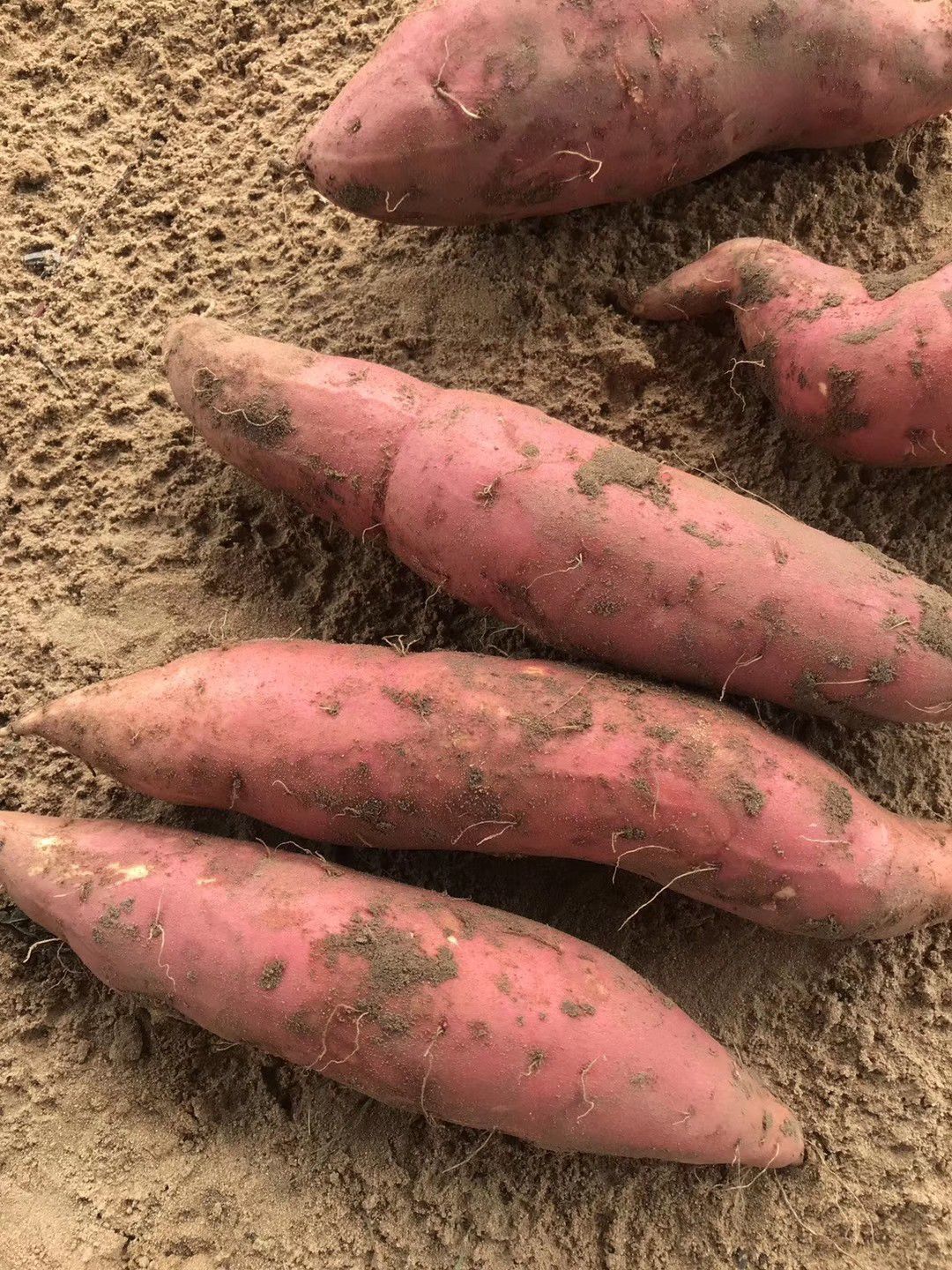 新鲜水果，现摘现发
