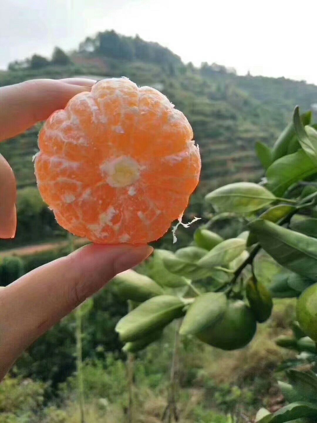 正宗寻乌蜜橘皮薄肉多，农家自种不打蜡不吹熟，果园直供现采现发