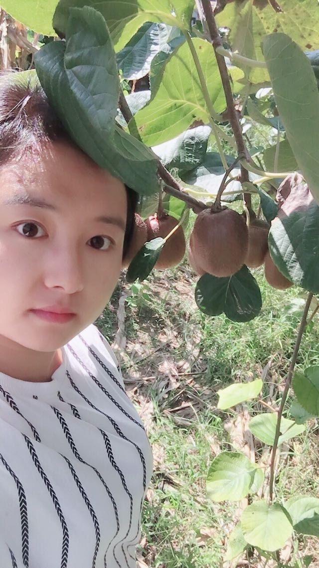 陕西周至自己家种的猕猴桃 散发 走量都可以 量大从优