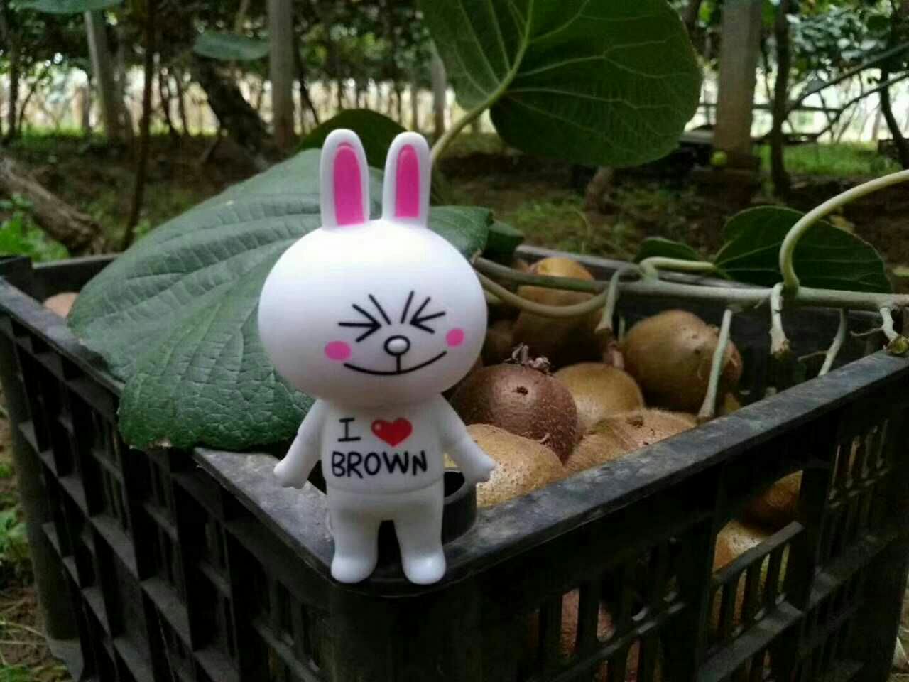 陕西周至徐香猕猴桃 农产品一件代发 零投资
