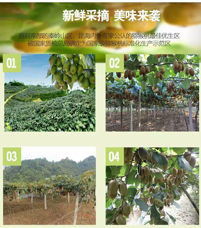 陕西眉县猕猴桃，来自猕猴桃之乡眉县，我们有这专业果园基地