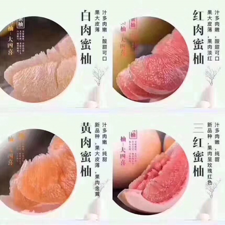 平和正宗柚子 很甜 有水分 价格很便宜 招代理