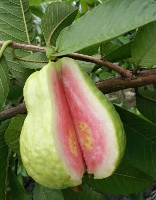 我专做新鲜水果