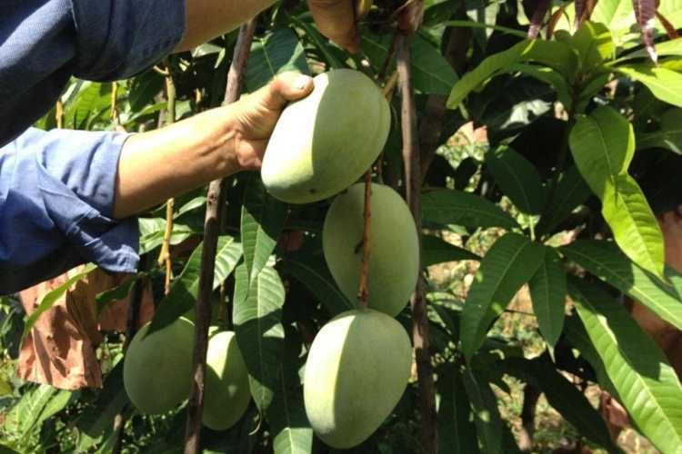 四川攀枝花凯特芒果招代理