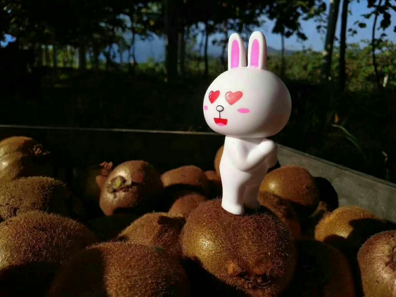 陕西周至徐香猕猴桃 农产品一件代发 零投资
