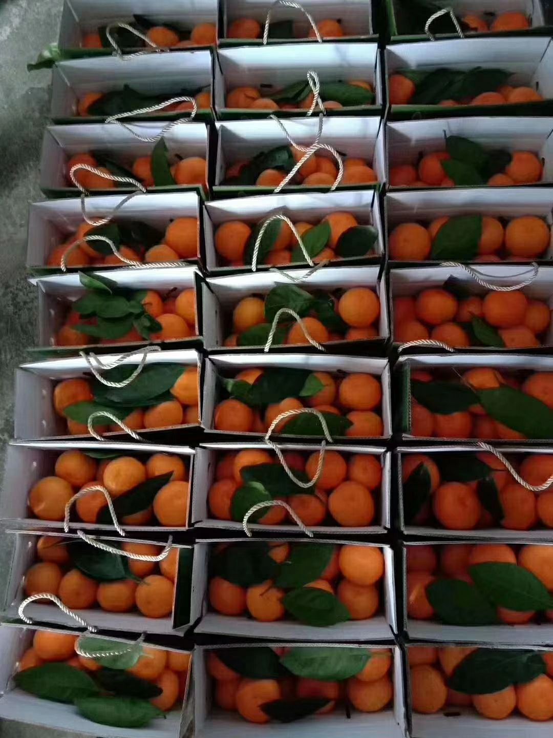 自家正宗涌泉蜜桔 一箱代发 好评率高 返购率高
