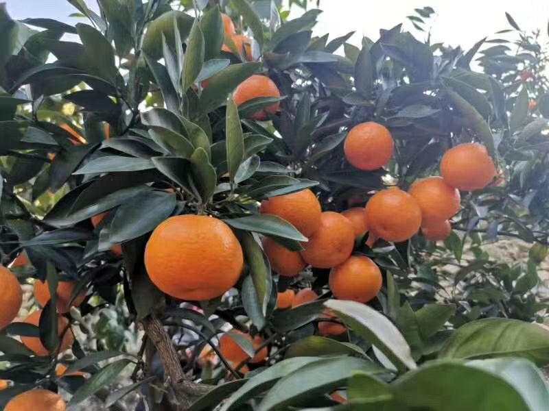 自家正宗涌泉蜜桔 一箱代发 好评率高 返购率高