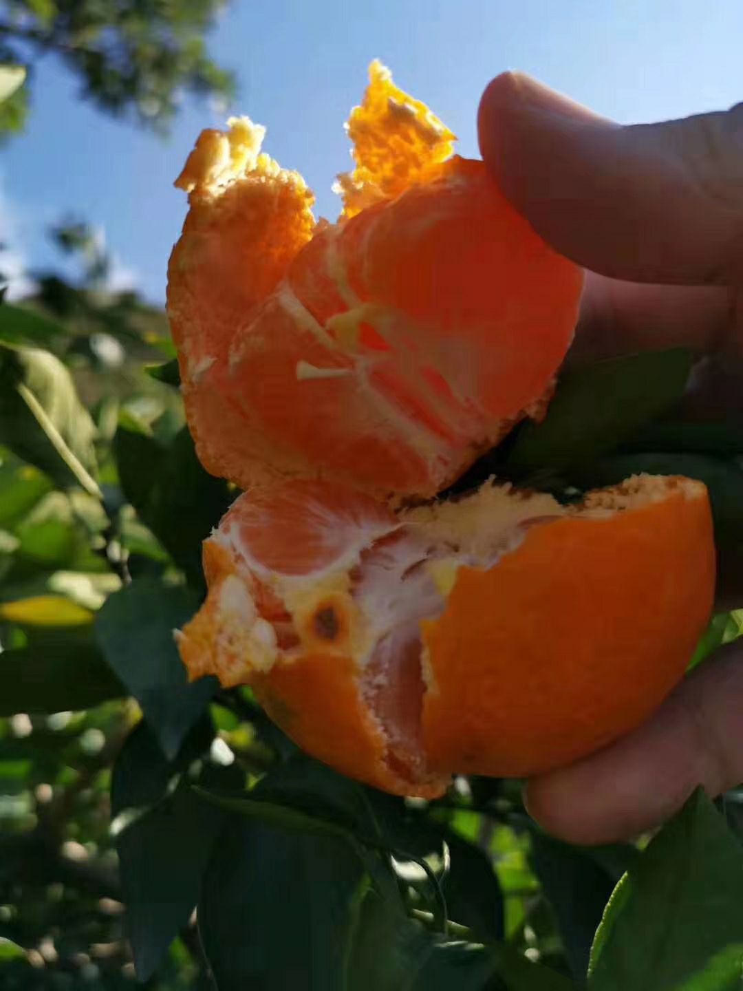 自家正宗涌泉蜜桔 一箱代发 好评率高 返购率高