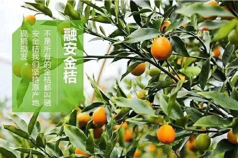 融安滑皮金桔 一次合作 终生朋友