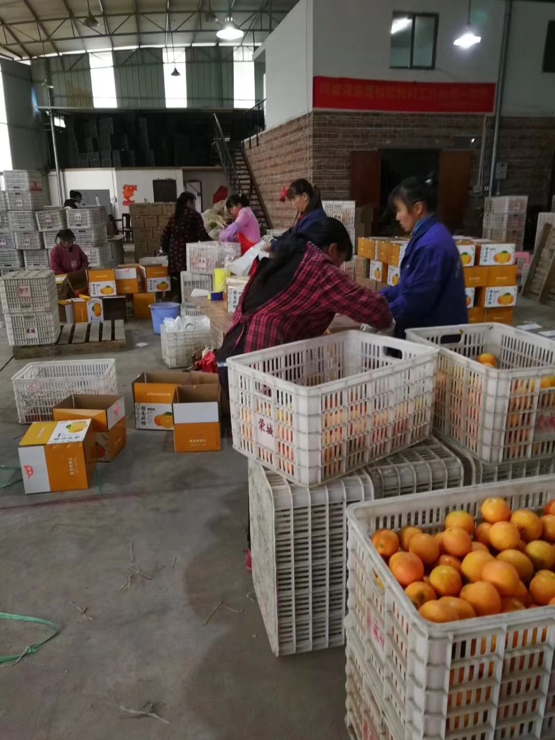 正宗赣南脐橙全国诚招代理