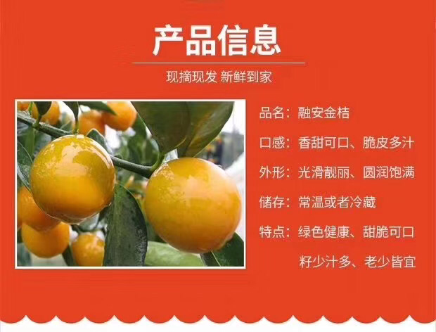 融安滑皮金桔 一次合作 终生朋友