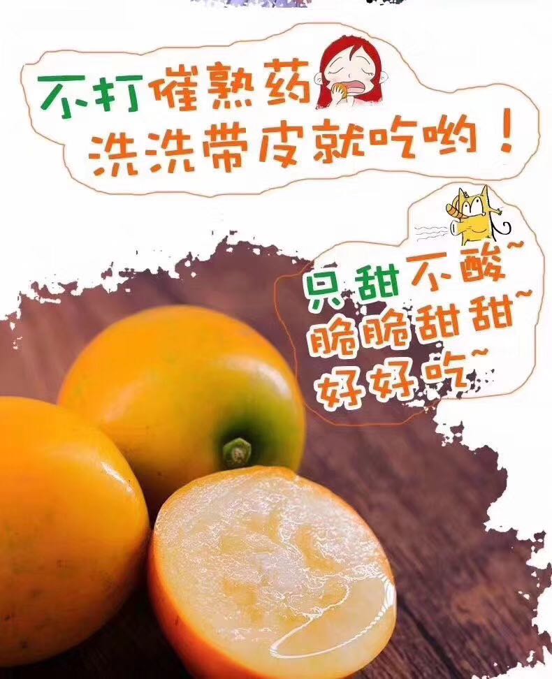 融安滑皮金桔 一次合作 终生朋友