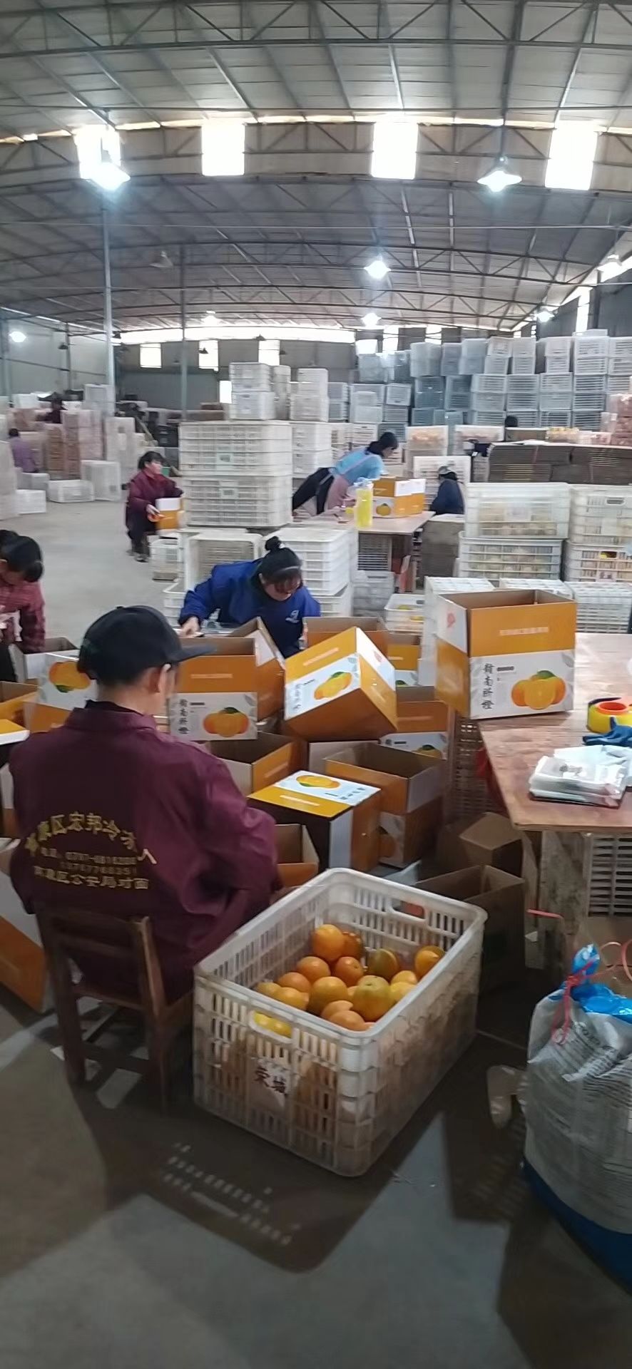 正宗赣南脐橙全国诚招代理