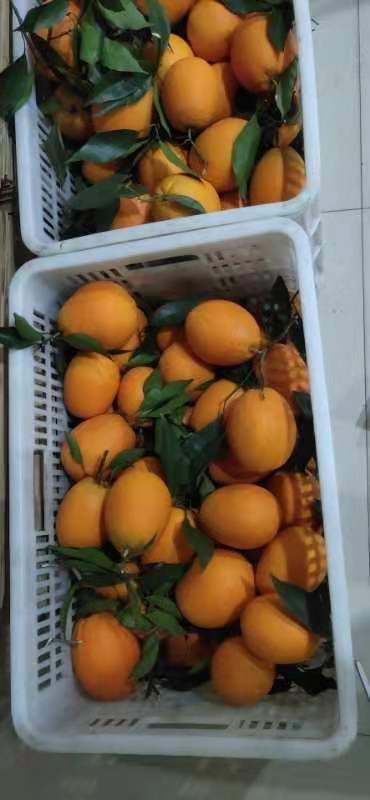 重庆奉节脐橙，自家特产，汁水丰富，鲜甜可口，非常适合老人小孩