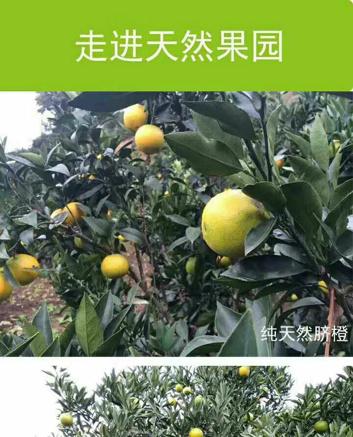 秭归九月红脐橙诚招代理，一件代发