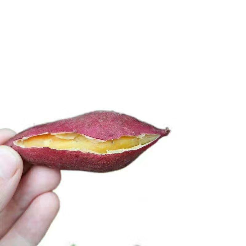 富硒板栗地瓜诚招全国代理，一件代发，无需压货