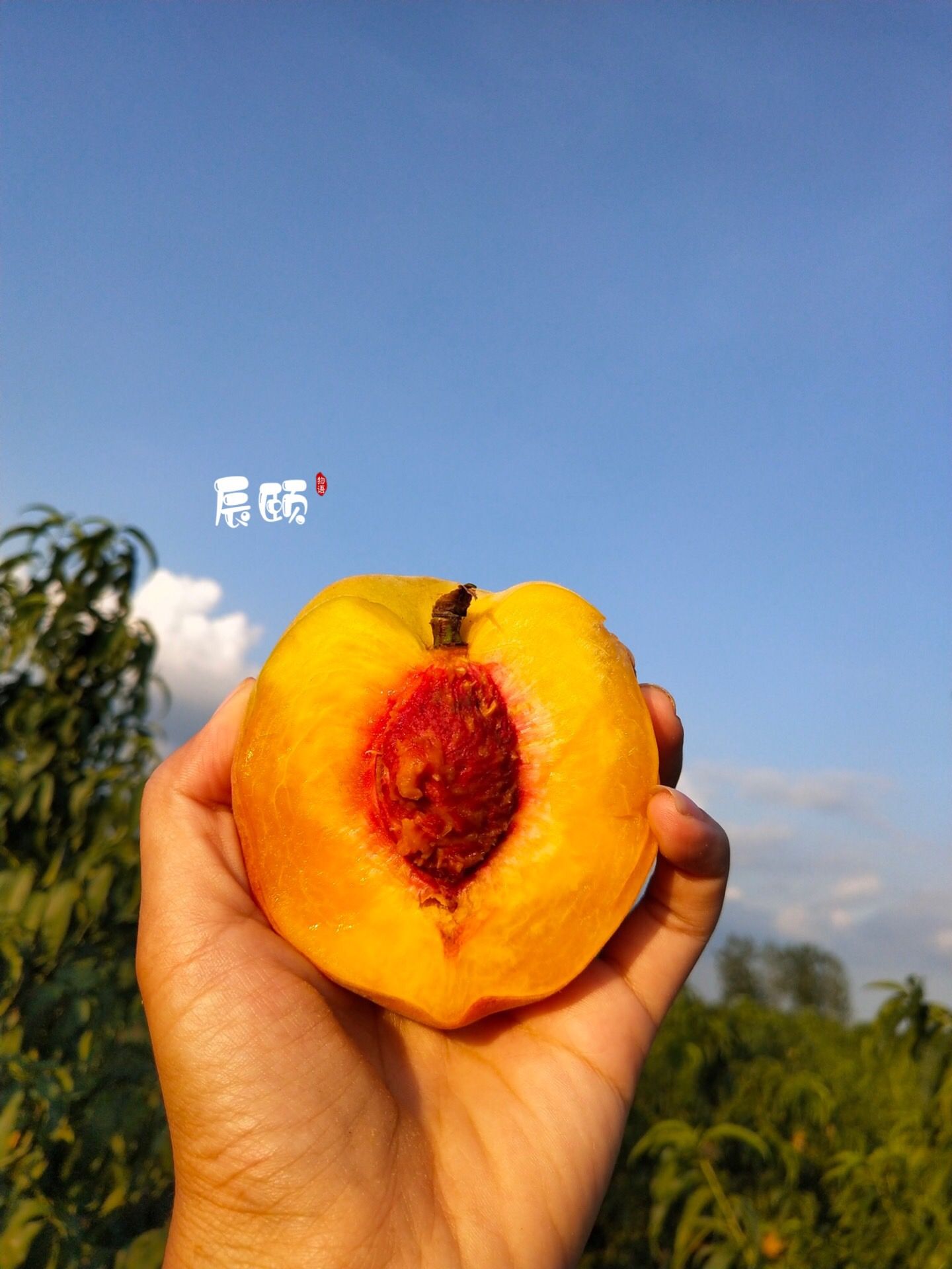 辰颐物语健康水果