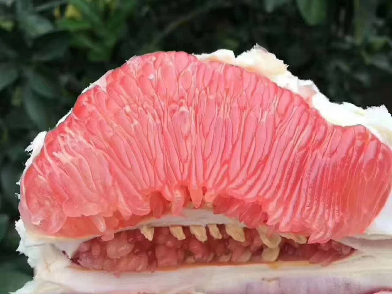 正宗平和琯溪蜜柚 诚招水果经销商和代理
