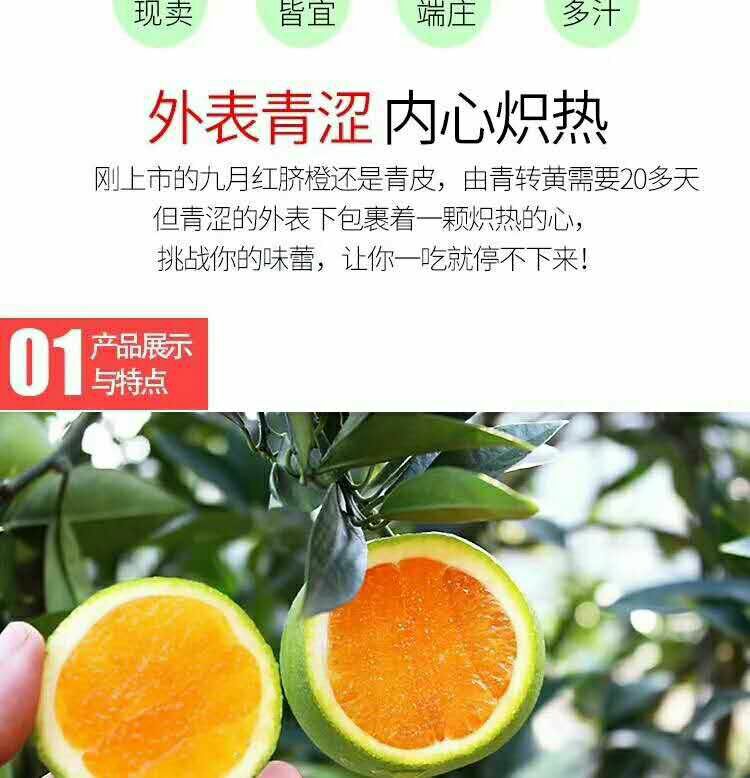 秭归九月红脐橙诚招代理，一件代发