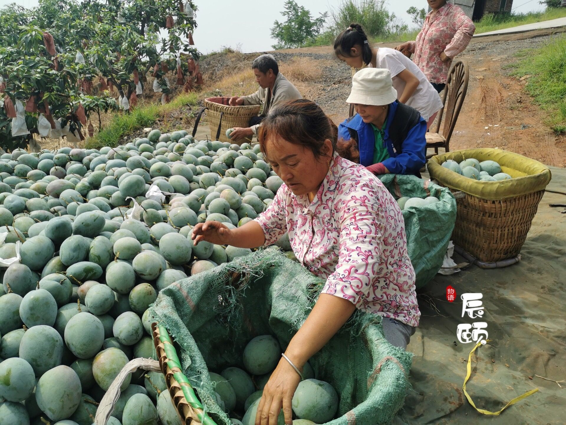 果园直发 新鲜水果 宝妈边带娃边挣钱！