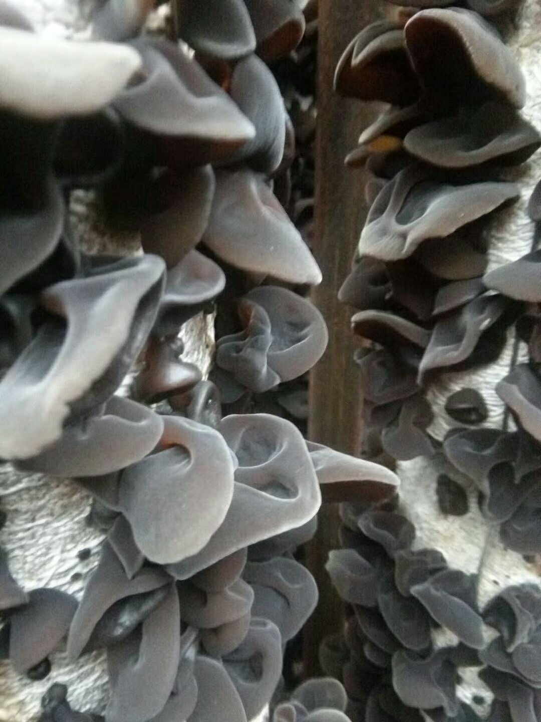 长白山土特产人参(*￣3￣)木耳。灵芝。蜂蜜。五味子等