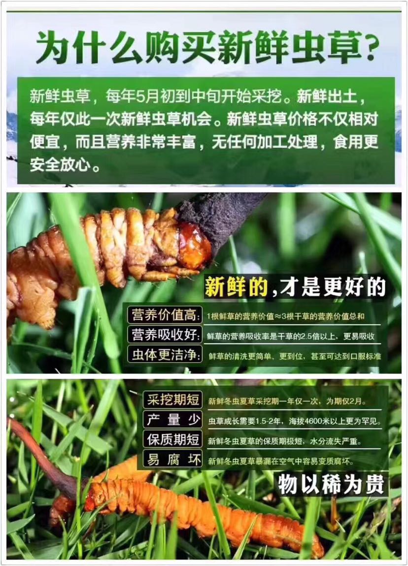 西藏┄新鲜冬虫夏草