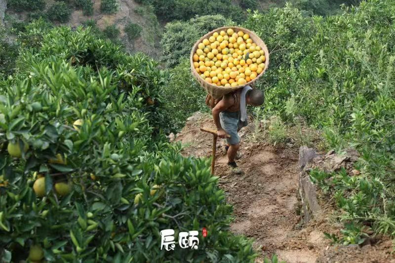 辰颐物语健康水果