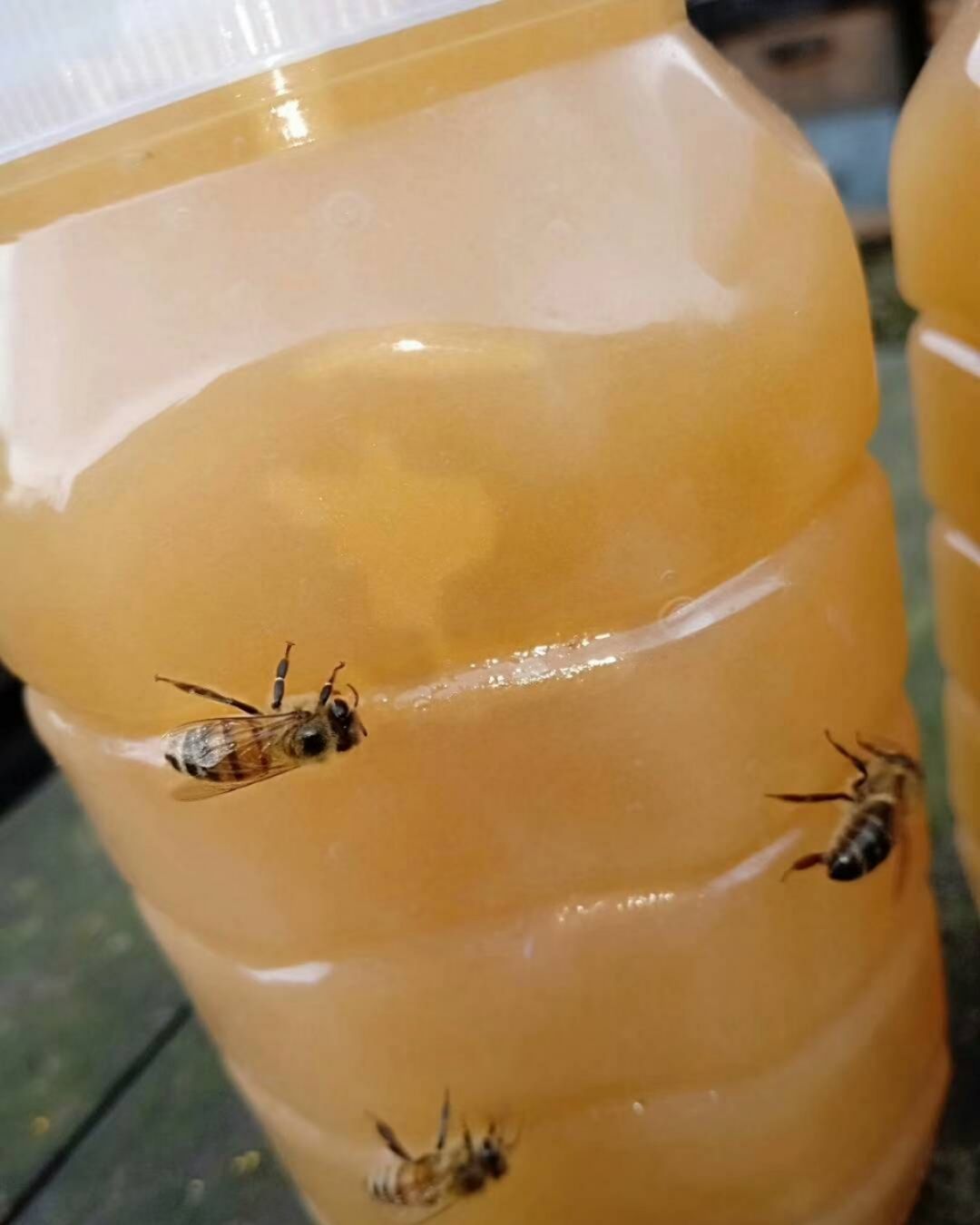 纯正农家自养鲜活蜂蜜